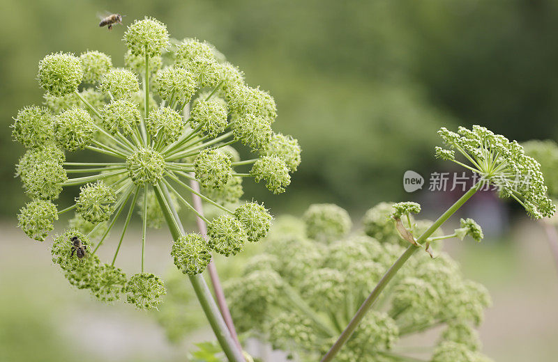 当归(Angelica archangelica)